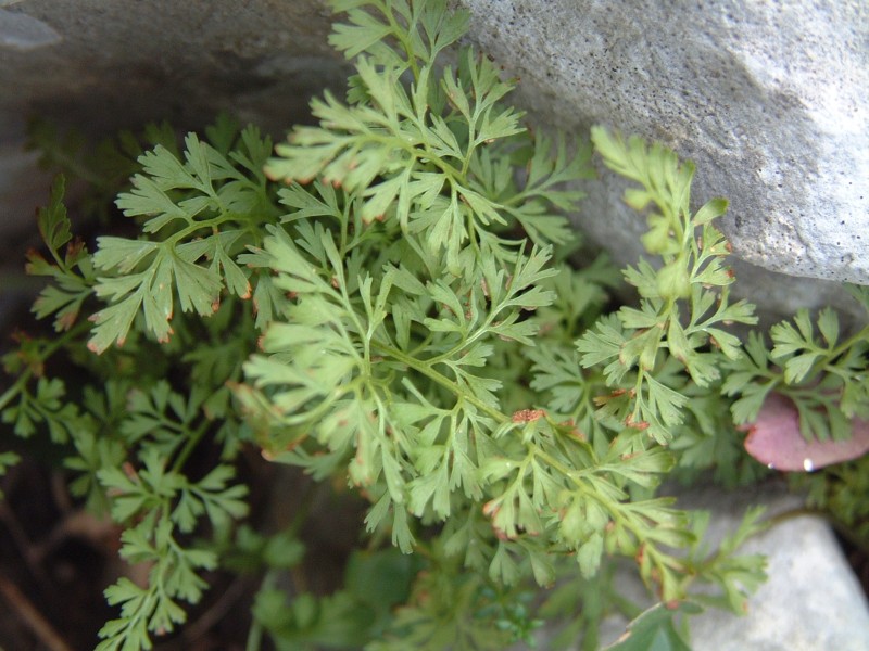 Asplenium fissum / Asplenio diviso